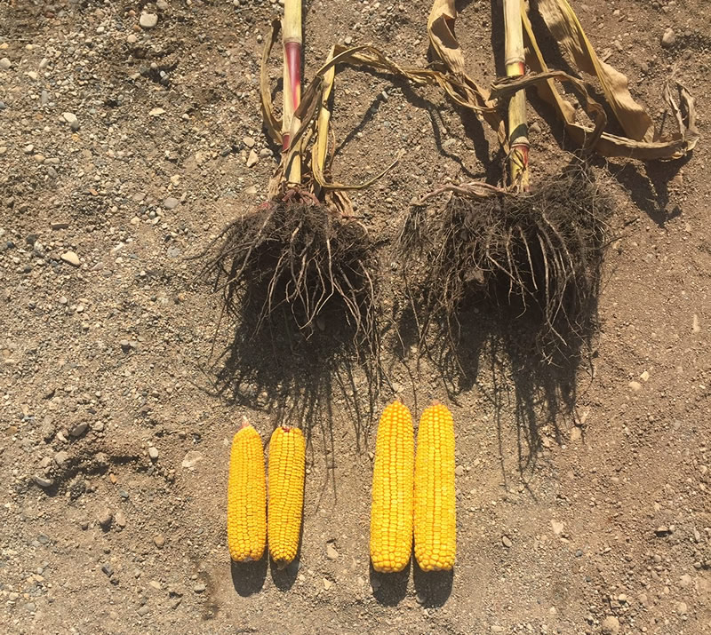 comparing two sets of corncobs