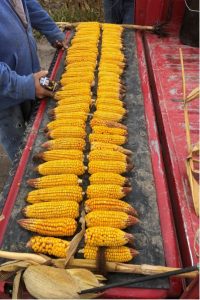 Corn Drought Treated vs Untreated