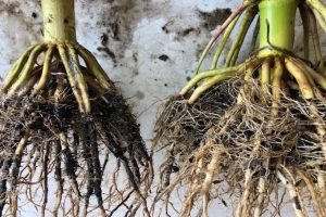 Corn Side by Side Root System