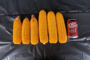 Corn Side by Side