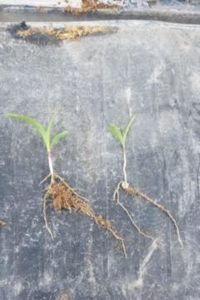 Early stage Corn Treated Left