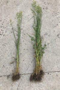 Oats Treated on right