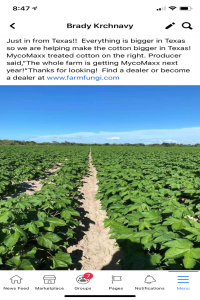 Texas Cotton treated on right