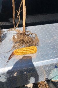Wisconsin Corn Untreated