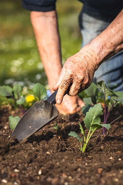 man gardening with mycorrhizal fungi