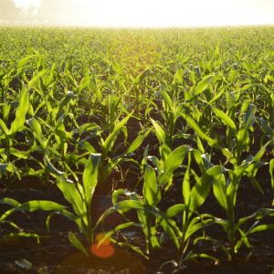 commercial agriculture cornfield