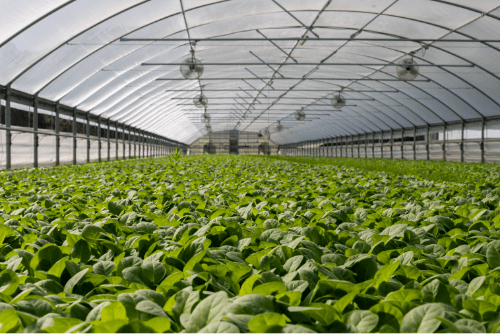 commercial greenhouse