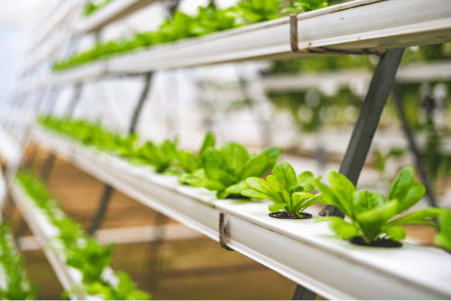 plants growing in a hydroponic trough inside a greenhouse