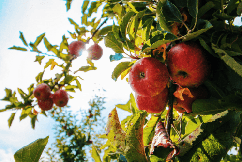 orchard crops ready for harvest