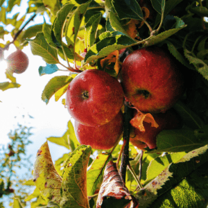 orchard crops