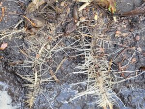 corn feeder roots