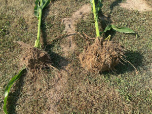 corn root