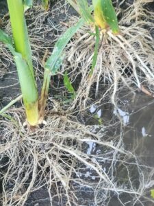 corn root mass