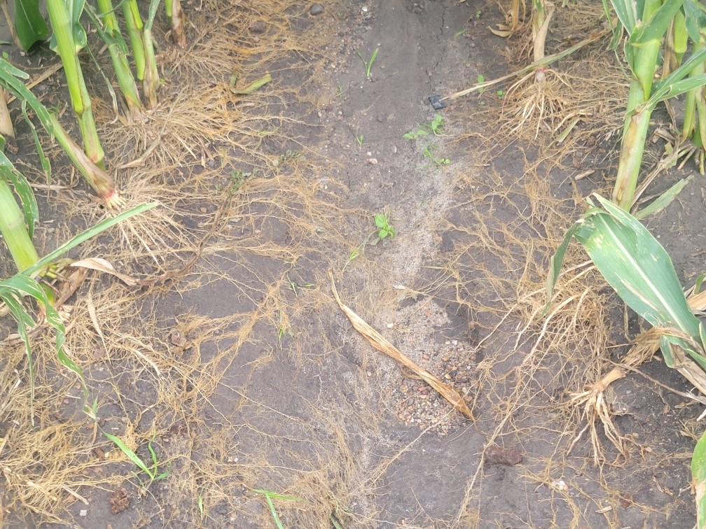 Corn washout in middle of rows