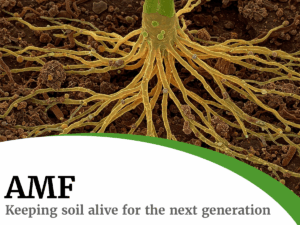 amf keeping soil alive for the next generation