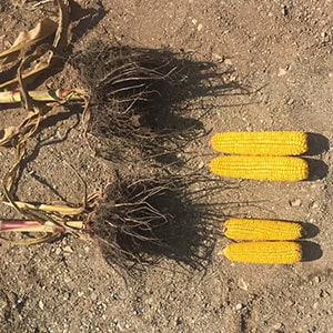 treated corn vs untreated corn with amf